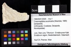 Foto (Objket + Etiketten) von Cracensigillatus acutirostris (Moericke, 1889) 